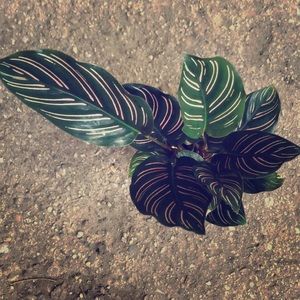 Calathea Ornata Lineata Striped Prayer Plant